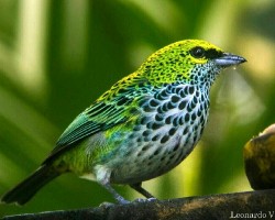 Tangara guttata