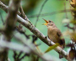 Troglodytes aedon