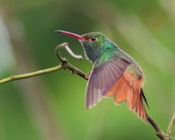 Amazilia tzacatl