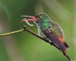 Amazilia tzacatl