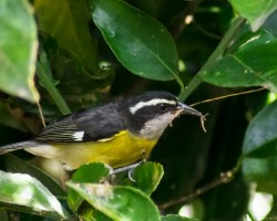 Coereba flaveola