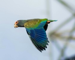 Pionus senilis