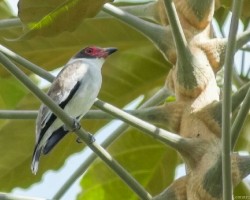Tityra semifasciata