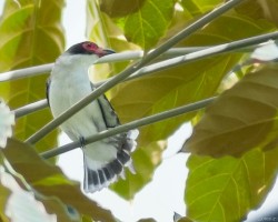 Tityra semifasciata
