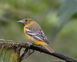 Icterus galbula