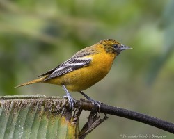 Icterus galbula