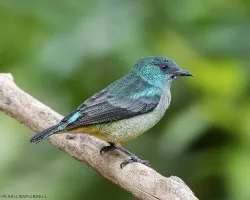Dacnis venusta