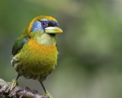 Eubucco bourcierii
