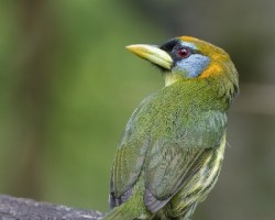 Eubucco bourcierii