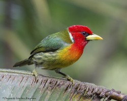 Eubucco bourcierii