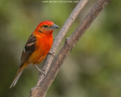 Piranga bidentata