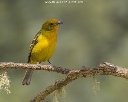 Piranga bidentata