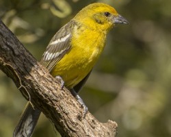 Piranga bidentata