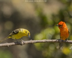 Piranga bidentata