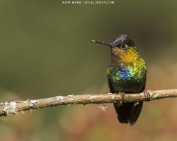 Panterpe insignis