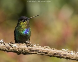 Panterpe insignis