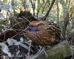 Odontophorus guttatus