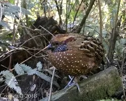 Odontophorus guttatus