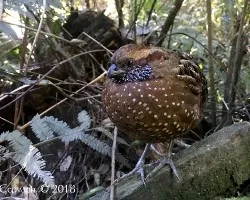Odontophorus guttatus