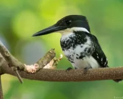 Chloroceryle americana