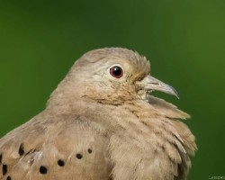 Columbina passerina