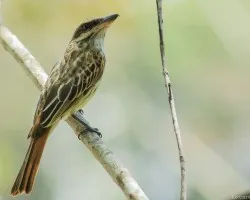 Myiodynastes maculatus