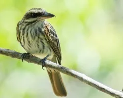 Myiodynastes maculatus