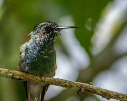 Eupherusa eximia