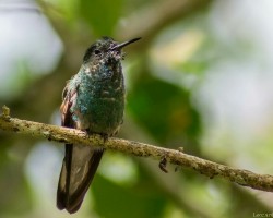 Eupherusa eximia