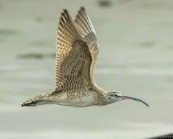 Numenius phaeopus