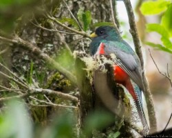 Trogon collaris
