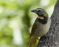 Saltator maximus