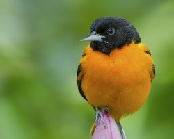 Icterus galbula