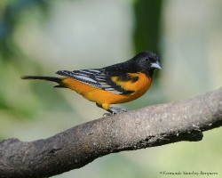 Icterus galbula