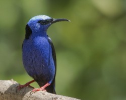 Cyanerpes cyaneus