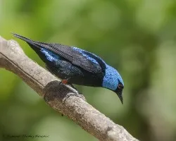 Dacnis venusta