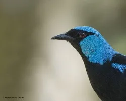 Dacnis venusta
