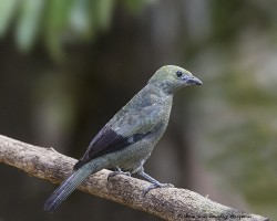 Thraupis palmarum