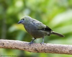 Thraupis palmarum