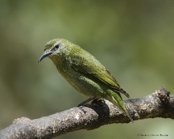Cyanerpes cyaneus