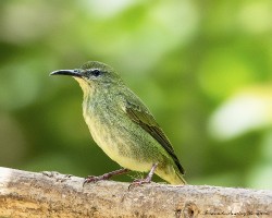 Cyanerpes cyaneus
