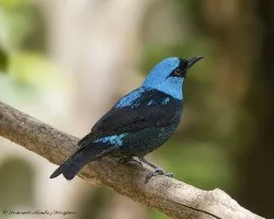 Dacnis venusta
