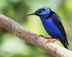 Cyanerpes cyaneus