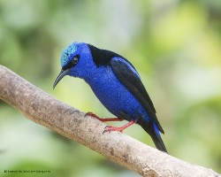 Cyanerpes cyaneus