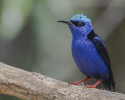 Cyanerpes cyaneus