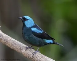 Dacnis venusta