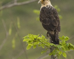 Milvago chimachima