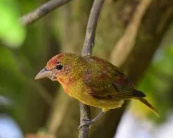 Piranga rubra