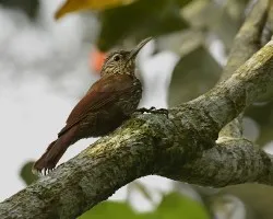 Xiphorhynchus guttatus