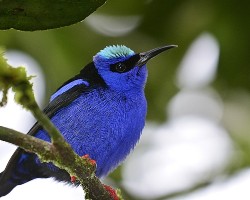Cyanerpes cyaneus